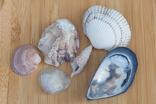 Photo seashells on a wooden background view from above