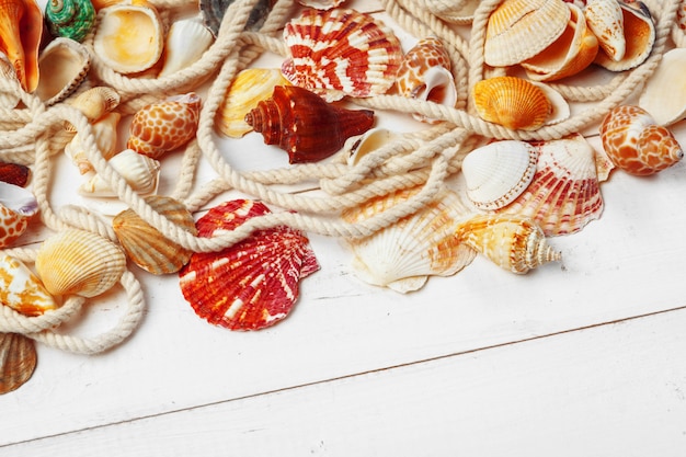 seashells on wooden table.