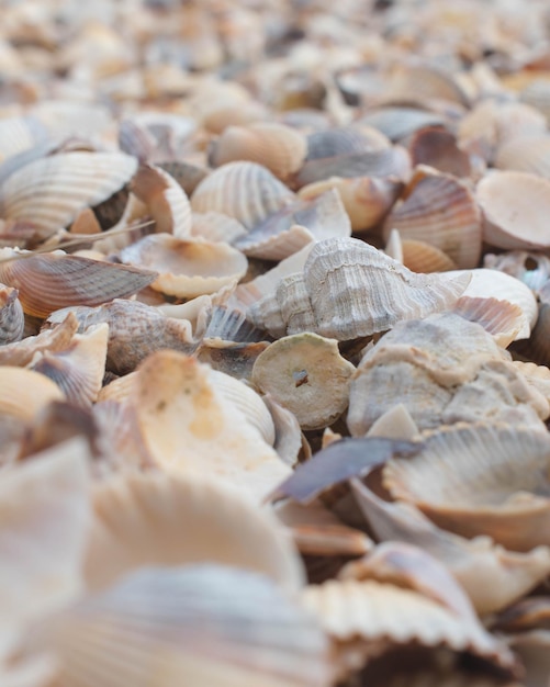 Photo seashells