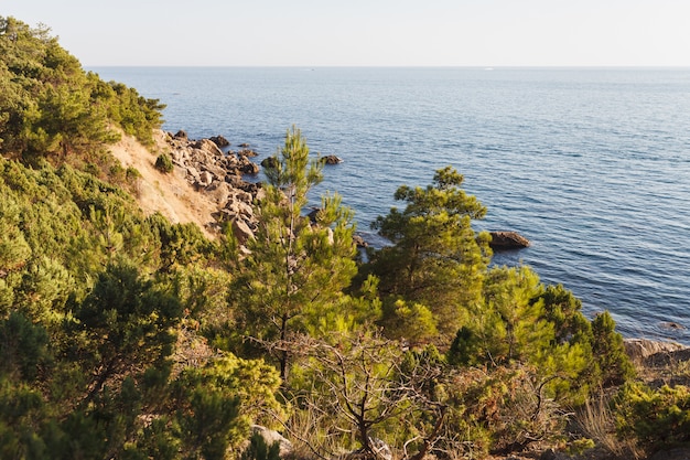 Photo on the seashore grow junipers in large stones