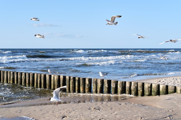 Seaside of baltic sea in poland seagulls over stormy sea with
waves hiting wooden poles windy day with blue sky