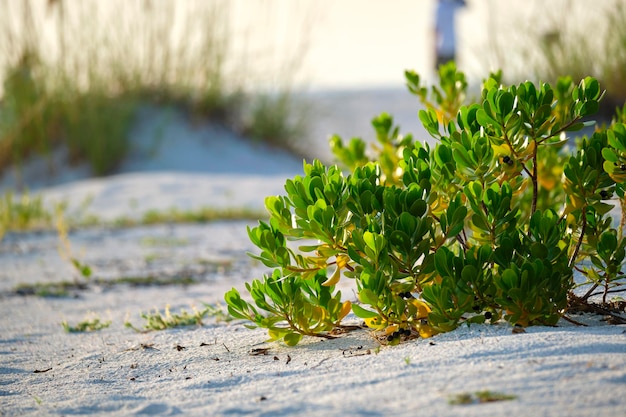 Spiaggia balneare con piccole dune di sabbia e bassa vegetazione arbustiva nelle calde serate estive