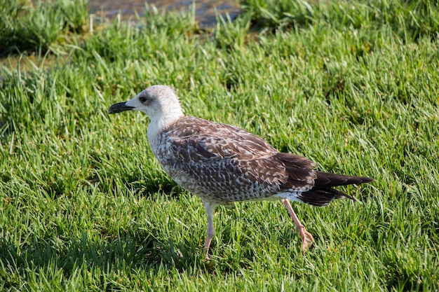 Seaside bird seagull on the green grass