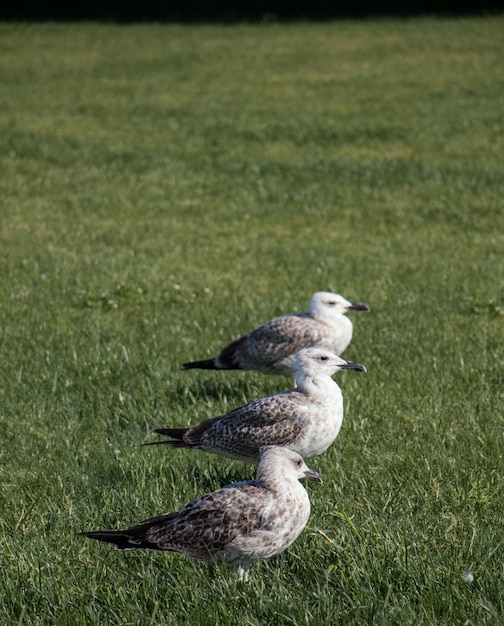 Photo seaside bird seagulls on the green grass