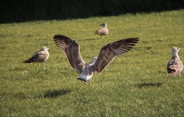 Seaside bird seagulls on the green grass