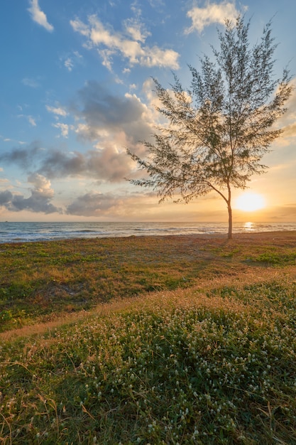 A seaside view with a tree and grass in an early morning.