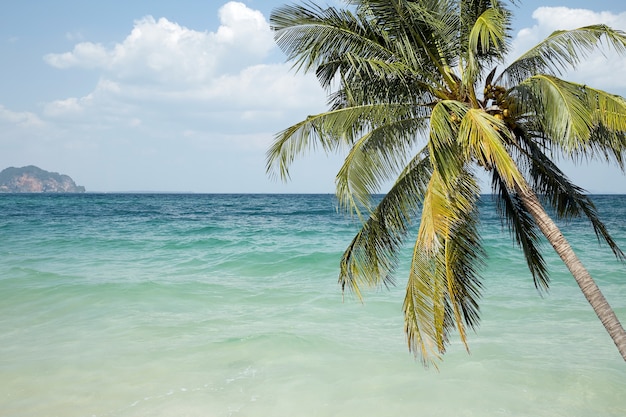 Море с пальмами и пляжем