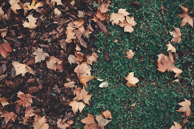 Season of beautiful autumn leaves, landscape