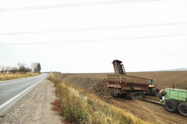 Season of beet harvest in autumn season