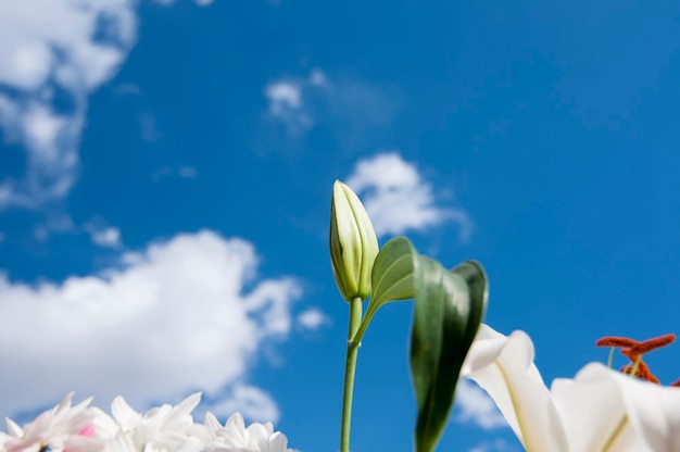 season, field of flowers in spring with cloudy sky background