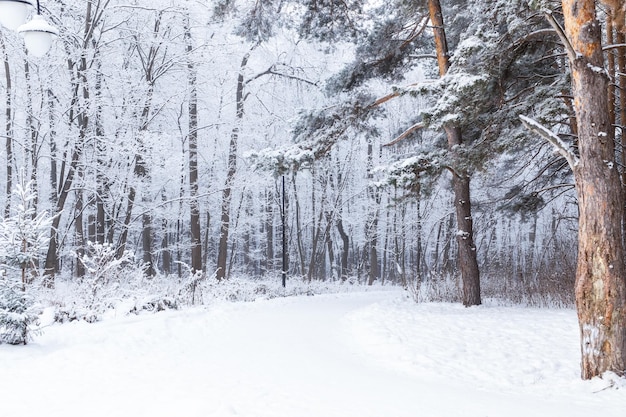 雪の中の季節と自然のコンセプトのウィンターパーク