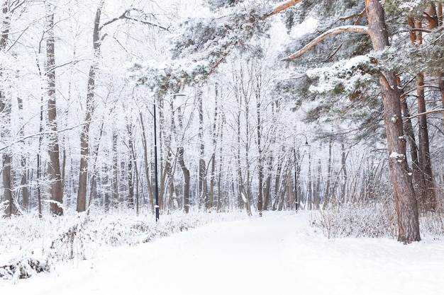 Season and nature concept  winter park in snow