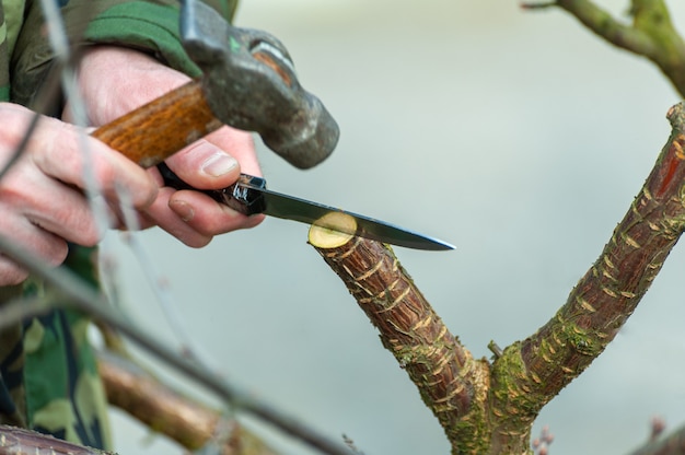 Photo season pruning of trees. the farmer looks after the orchard.