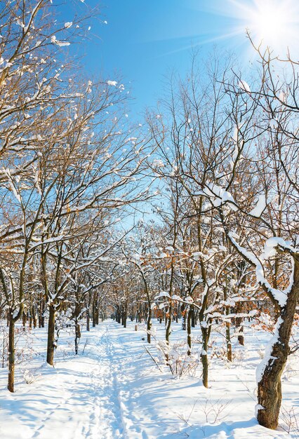 季節。冬の森とそれを通る小道