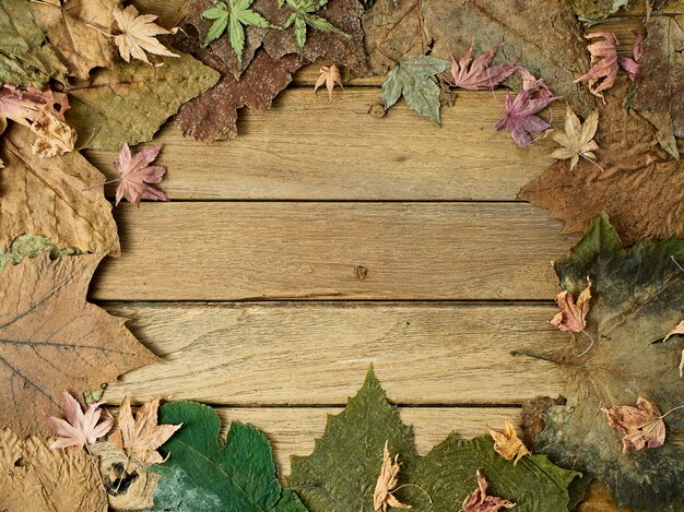 Foto foglie autunnali stagionali di colorati