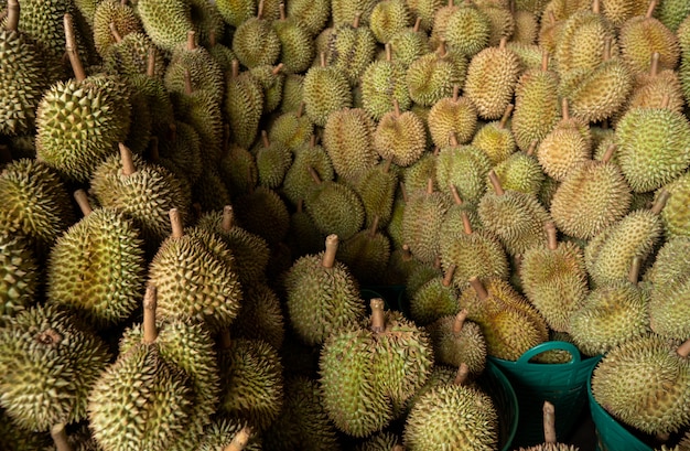 Seasonal durian is being sold to traders for export to China.