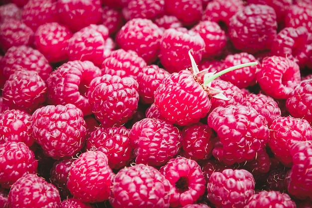 Seasonal fruit background of fresh forest raspberries