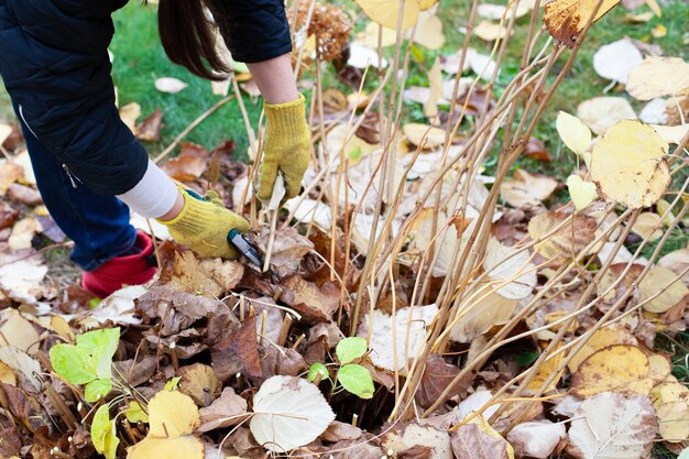 Seasonal garden plants trimming farmer in yellow gloves and red rubber boots cuts off branches of sh...