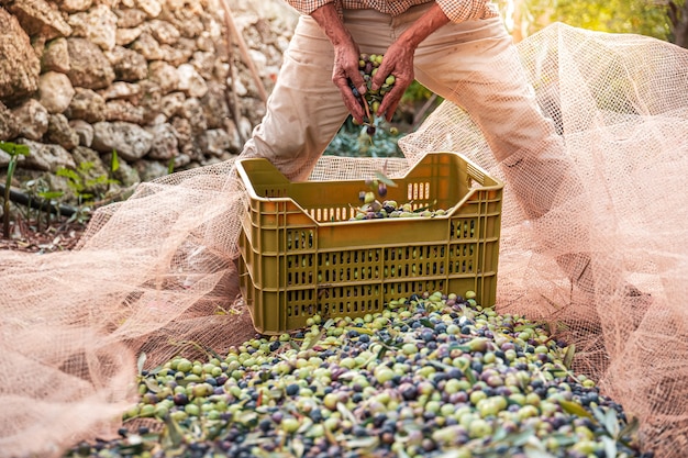 イタリア南部のプーリア州でのオリーブの季節ごとの収穫