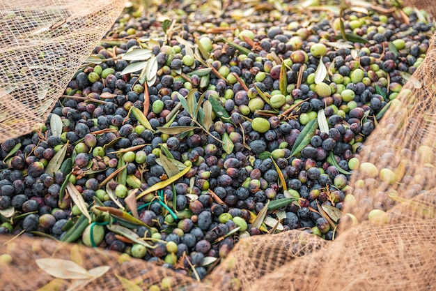 La raccolta stagionale delle olive in puglia, nel sud dell'italia