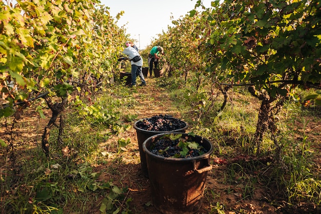 Seasonal harvesting of Primitivo grapes in the vineyard