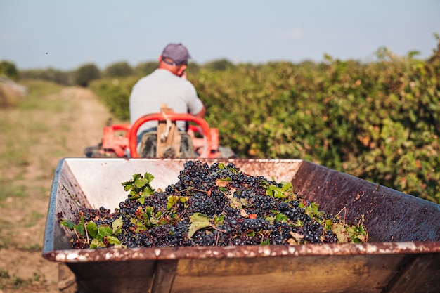 Foto raccolta stagionale delle uve primitivo in vigna