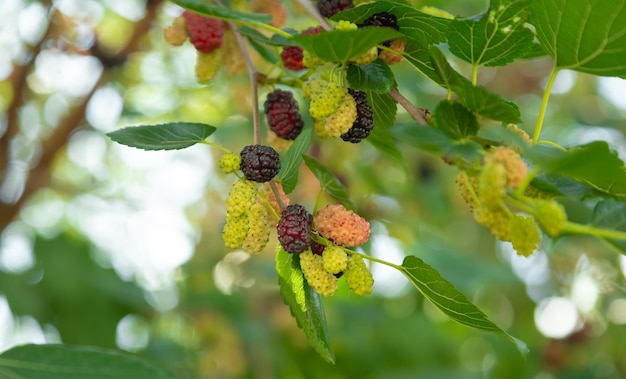 Seasonal morus berry picking Red and purple big mulberries ripening on tree branch