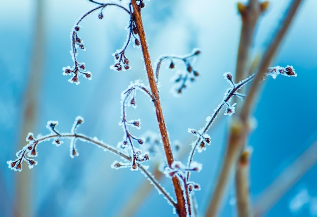 季節の自然の背景 冬の自然の詳細