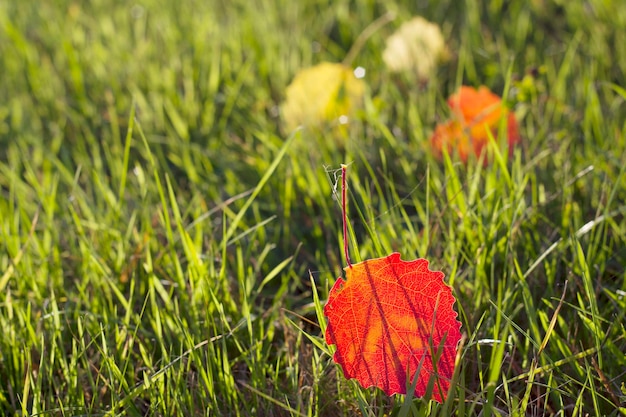 Foto sfondo naturale stagionale con foglie colorate nell'erba nel parco autunnale