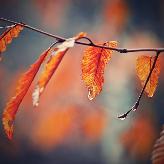 Seasonal nature concept Autumn colorful leaves on trees Beautiful natural colorful background