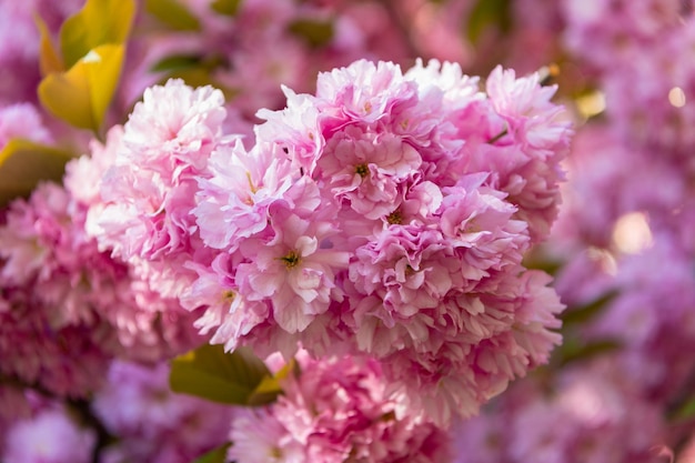 Seasonal pink sakura flower on blooming spring tree