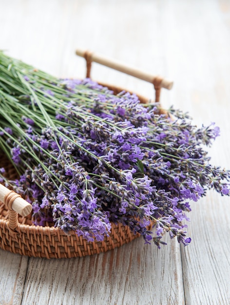 Potatura stagionale della lavanda