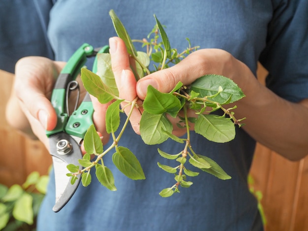 植物の季節の剪定。庭師の手にある植物の剪定ばさみとシュート。植物繁殖フクシア。