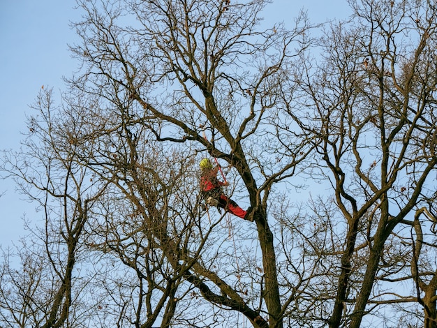 Seasonal pruning of trees in the city park service.