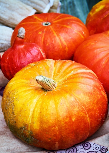 Seasonal ripe orange pumpkins background