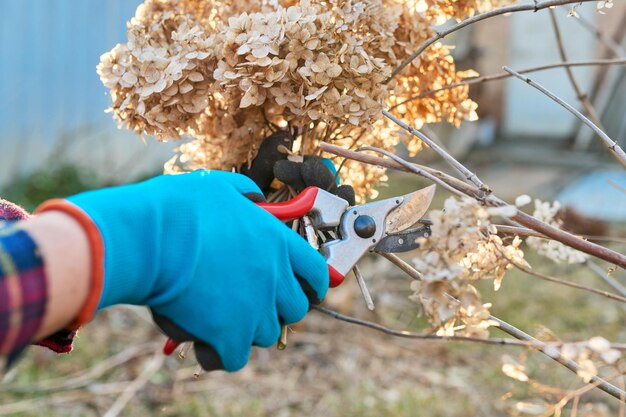 Seasonal spring work in the garden backyard pruning a hydrangea bush with pruning shears