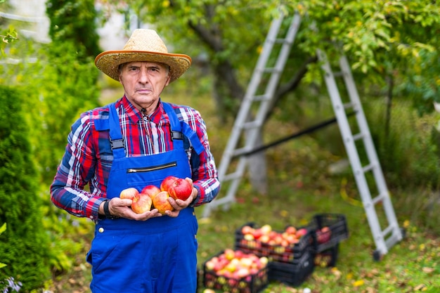 Сезонный летний сбор фруктов Красивый яблоневый садовник в шляпе и униформе
