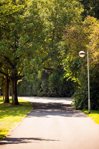 Seasonal Trees and Roads Green Nature in Park Photo