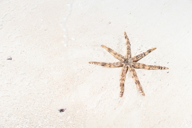 Seastar морская звезда на песке пляжа