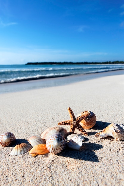 Foto seastar e conchiglie su una spiaggia caraibica