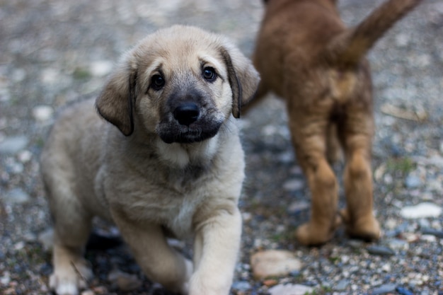 Seated spanish mastiff puppy