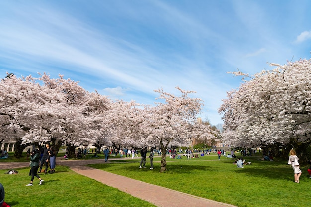 Сиэтл, Вашингтон, США, 2 апреля 2021 года, люди в саду наслаждаются весенним цветением цветов сакуры