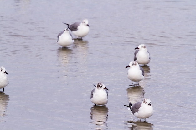 Чайки в прибрежной воде возле острова Саут-Падре, штат Техас.