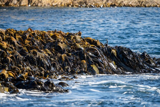 写真 海藻とブルケルプはオーストラリアの海の岩の上で成長します波は岩の上に海藻を移動させ日本の潮流に沿って流れます オーストラリアの海藻農場