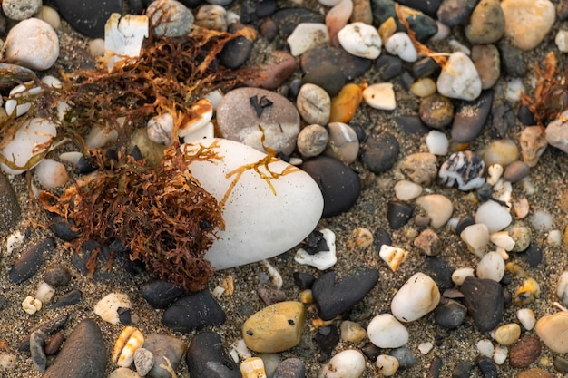 Морские водоросли на пляже крупным планом Морской виноград на песке