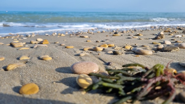 바위와 해초가 있는 해변의 해초