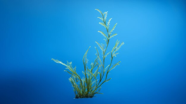 Seaweed on blue background