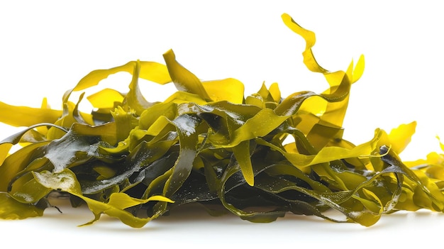 Seaweed on isolated white background