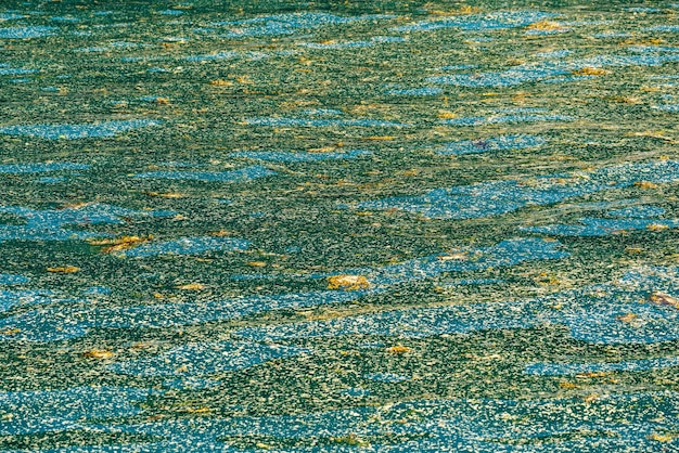 Seaweed and leaves floating in the ocean off Seward Alaska