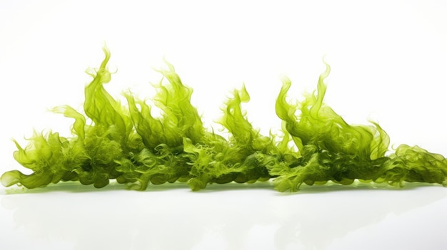 Фото Морские водоросли на белом фоне